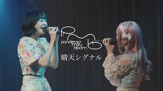 ponderosa may bloom - Sunshine Signal (Live MV) - YouTube