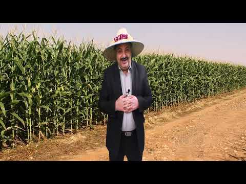 الحاوري يقلد صوت يحيى علاو فرسان الميدان