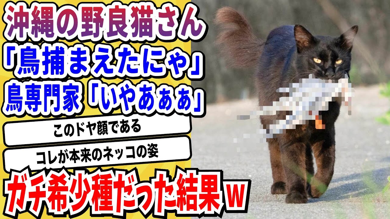 【2ch動物スレ】沖縄の野良猫さん、鳥を捕まえてドヤ顔→被害鳥はガチの絶滅危惧種で鳥専門家のみなさん阿鼻叫喚wwwww【なんj/にちゃん 面白いスレ】