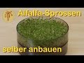 Alfalfa Sprossen selber anbauen