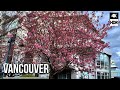 🇨🇦  Cherry blossom 🌸 in Downtown Vancouver, Spring Walking Tour on April, 2024 [4K HDR]