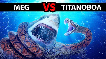 Sẽ Ra Sao Nếu Megalodon Chạm Trán Với Loài Trăn Lớn Nhất