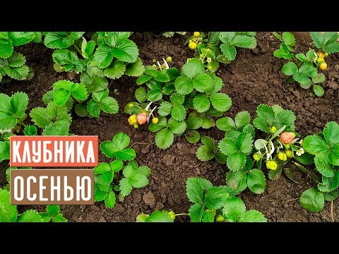 КЛУБНИКА в августе и сентябре &#55356;&#57171; Уход, посадка, подкормки / Садовый гид