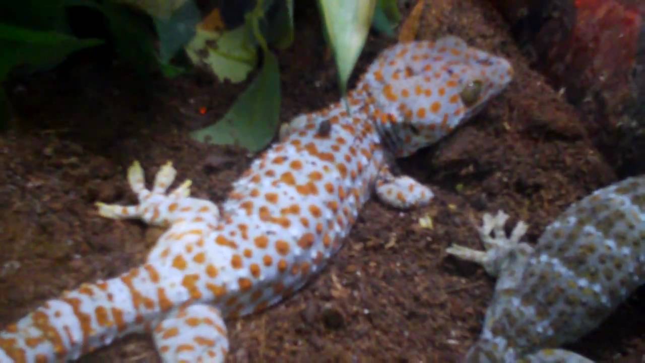 Tokay Gecko in New Home! - YouTube
