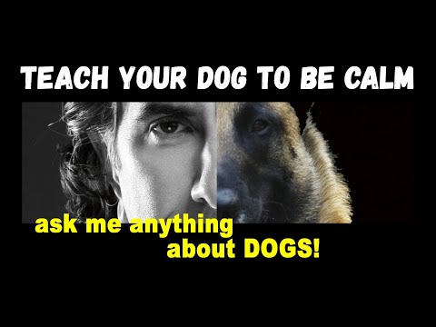 Teach Your Dog to be Calm in New Places - Robert Cabral Dog Training Video