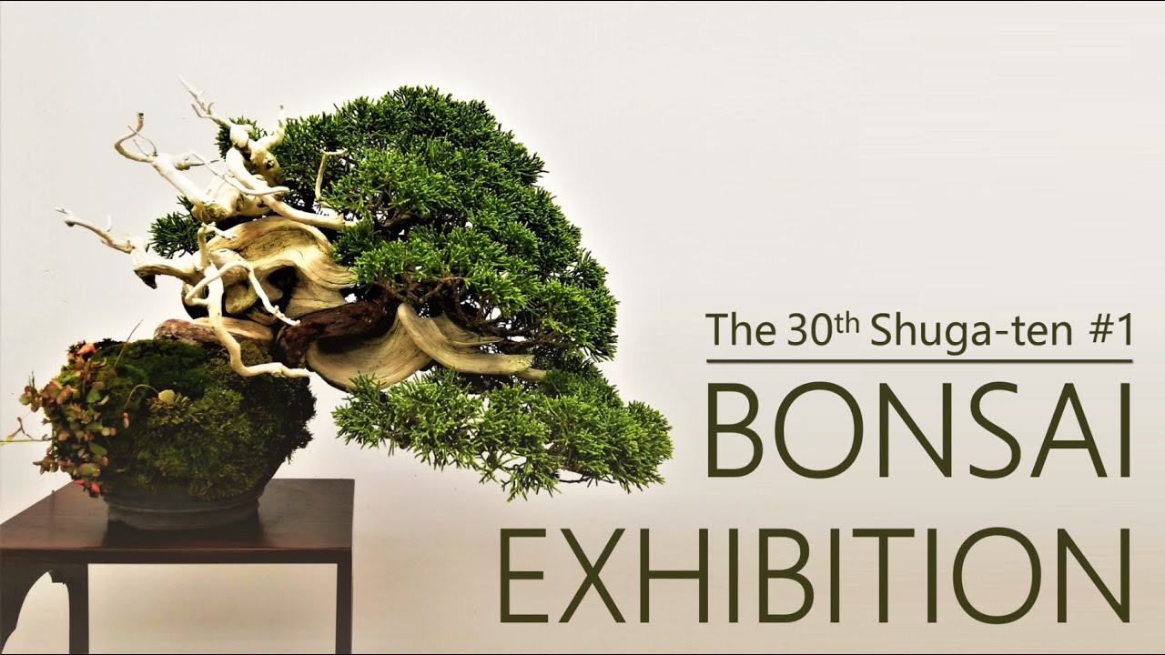 Безупречный внешний вид и великолепная техника| 30-я выставка Шуга-тен| БОНСАЙ