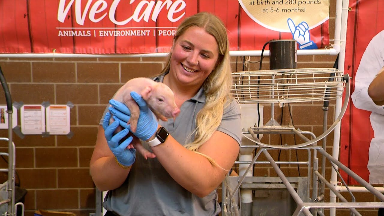 Vet Med students taking care of the animals at the Iowa State Fair