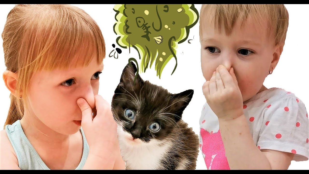 Нам Подкинули КОТЕНКА купаем и играем с Котенком - YouTube