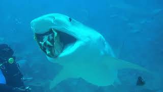 Diving with Tiger Sharks - Beqa Lagoon, Fiji