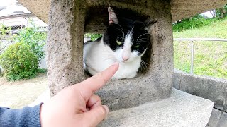 灯籠の中でお昼寝していたハチワレ猫がモフられたくて外に出て来た