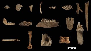 GLOBALink | Exploring 45,000-year-old relic site in Guizhou, China