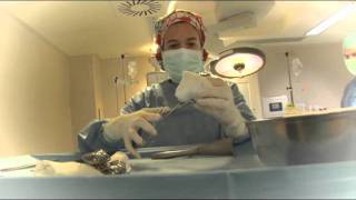 MD Anderson Cancer Center Madrid corporate eng.avi