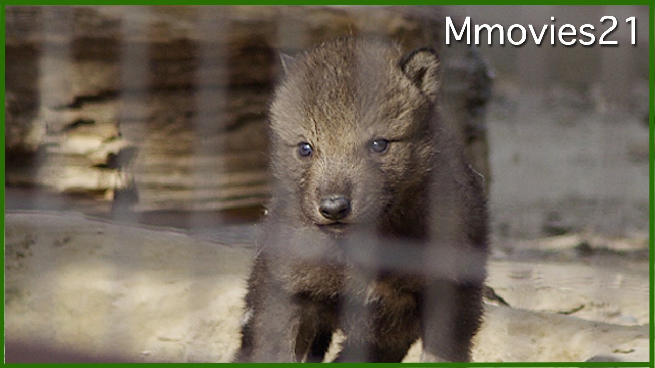 赤ちゃんオオカミ ころんと仰向けに~ Wolf Babies - YouTube