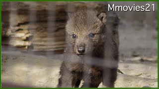 赤ちゃんオオカミ ころんと仰向けに~ Wolf Babies