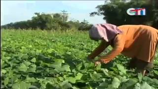 Agriculture Talk Show on CTN Cambodia Khmer News [16.08.2013] (01/02)