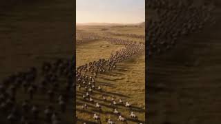 Wildebeest Migration Drama #Shorts