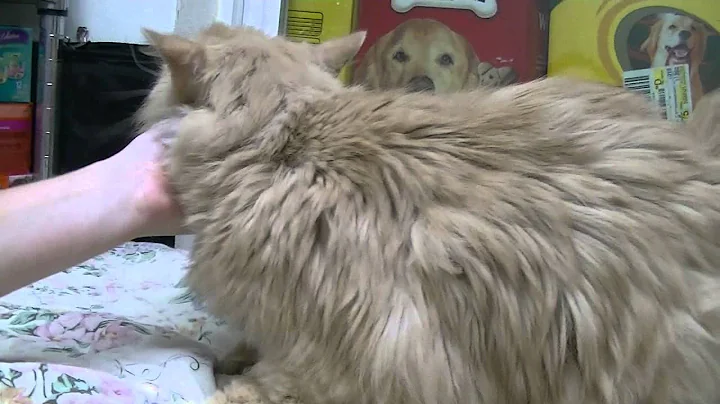 Video 878641: coon norwegian forest cat, maine coon norwegian forest, norwegian forest cat mix, shelter maine coon, animals maine coon