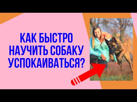 Вопрос: Как успокоить собаку?