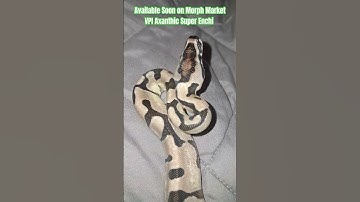 Available Soon on Morph Market  VPI Axanthic Super Enchi