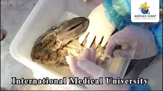 Celebrating Excellence: Explore the International Medical University Campus Tour!