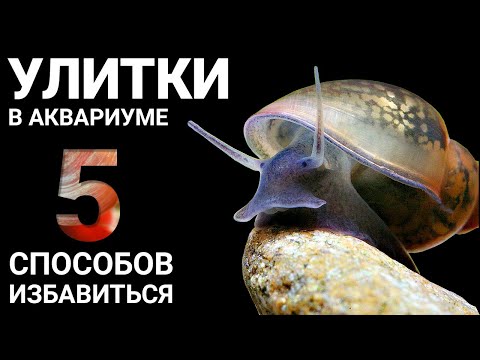 Улитки в аквариуме. 5 способов как избавиться от улиток в аквариуме