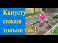 Высаживаем рассаду капусты