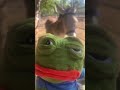 Tell Pepe how you really feel #meme #memes #pepe