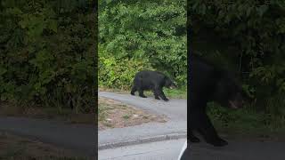 Bear Awaits a Chance to Cross the Road