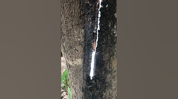 Rubber sap flowing from tapped tree