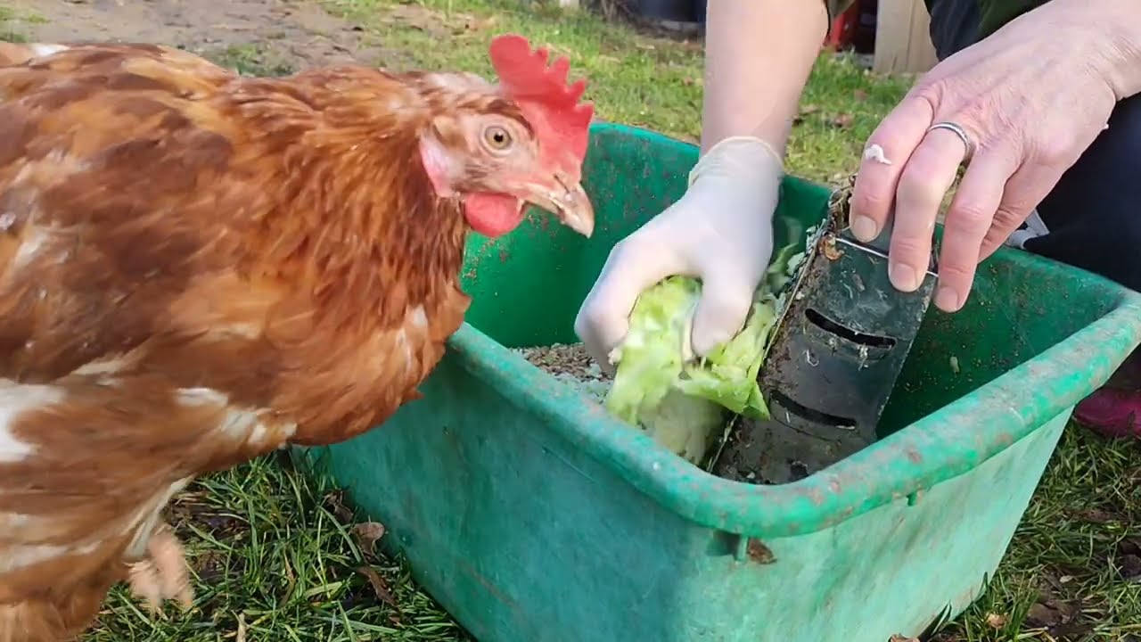 ДЕГУСТАЦИЯ МЕШАНКИ🔥СБОР ЯИЦ🥚БУДЕМ ЖДАТЬ ДАЛЬШЕ НАШИХ СТАРУШЕК😊МОЖЕТ ОДУМАЮТСЯ.