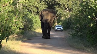 Kruger National Park part 1: Punda Maria and Shingwedzi