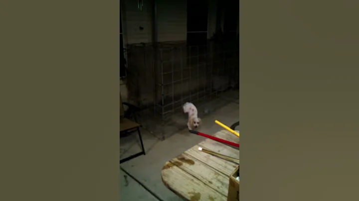 The escape artist.