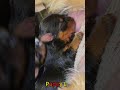 かわいい子犬の日常 #koreaPuppies #japanDogs