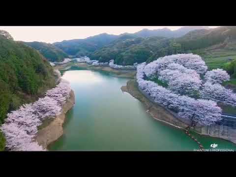 佐賀県武雄市にある庭木ダム桜満開を空撮してみました