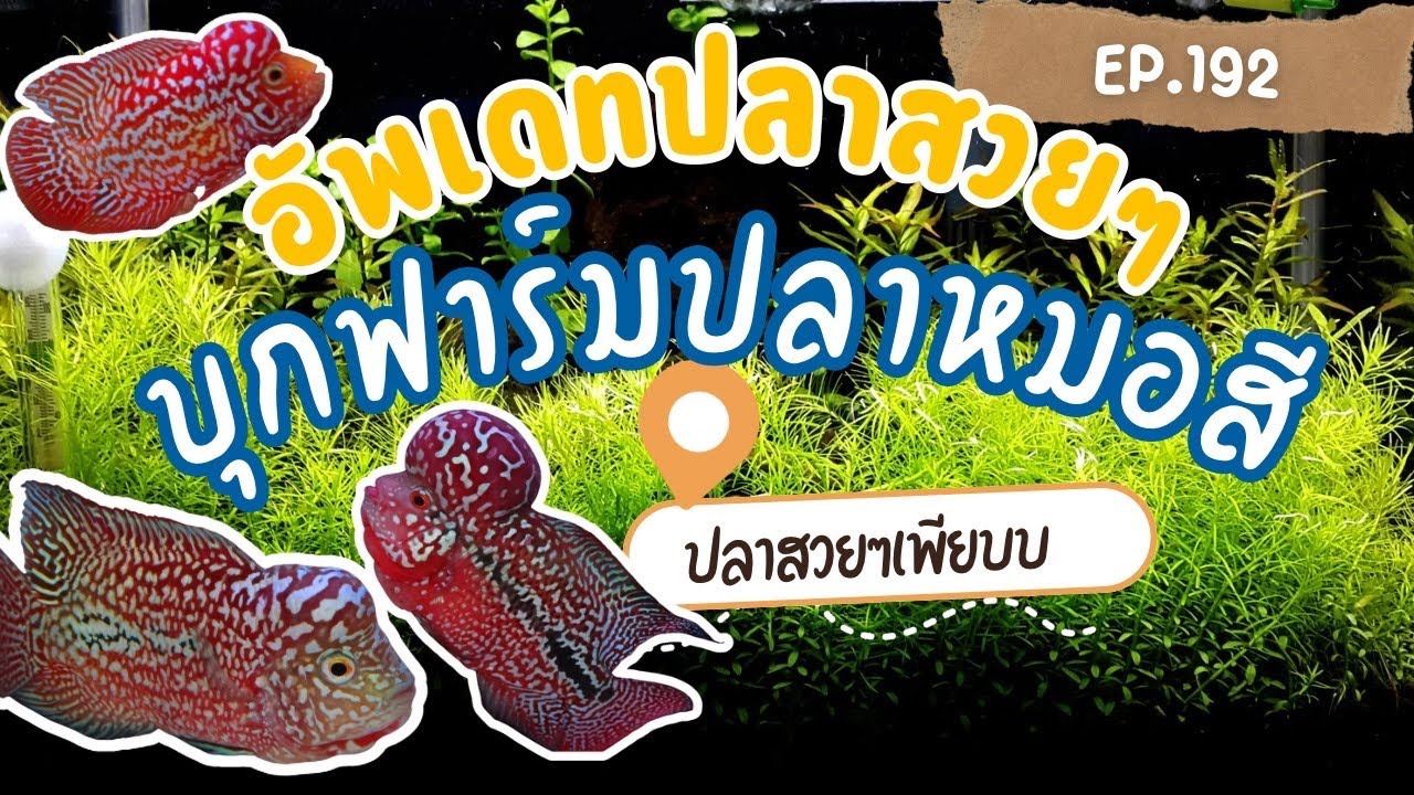 EP.192 พาชมปลาสวยๆที่  The Great Crossbreed 