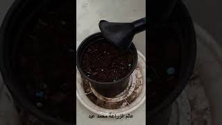 زراعة البوملي الاحمر من البذرة فى المنزل