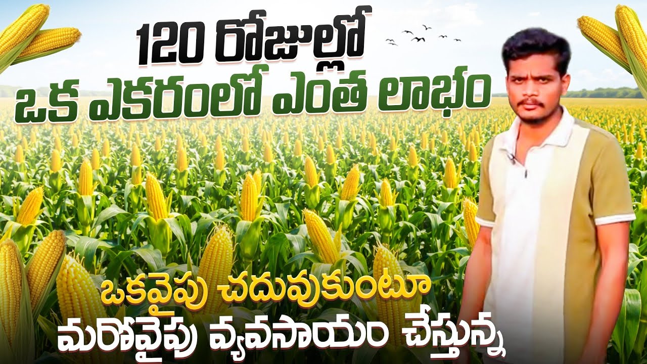 ఒకవైపు చదువుకుంటూ మరోవైపు వ్యవసాయం చేస్తున్న 