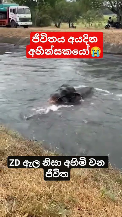 ජීවිතය අයදින🥺 සද්දන්තයා😭💔 #emotional #elephant #virul #trend #animalslove #zd8 #sad #hearttouch #fyp