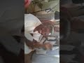 حفلة الرباطاب جامعة النيلين الفنان عبدالرحيم الدامر قراصة حفلة الرباطاب جامعة النيلين الفنان عبدالرحيم الدامر قراصة