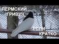 ВСЁ О ПЕРМСКИХ ГРИВУНАХ, если короче говоря...