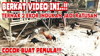 THE EASIEST WAY TO SUCCESSFULLY RAISE CHICKENS FROM 2 PARENTS TO HUNDREDS OF CHICKENS