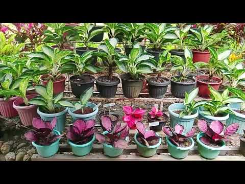 Napaka Ganda Ng mga halaman na eto kahit lalaki Ang may ari..napaka galing mag alaga