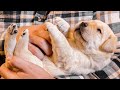 Puppies First Belly Rubs!!