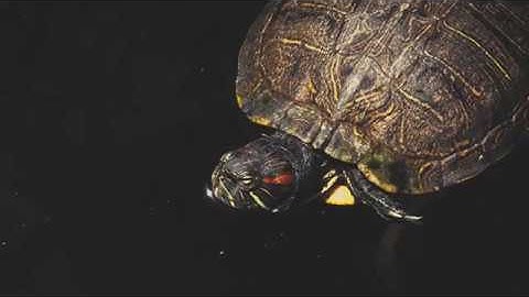 Red Eared Slider Turtle 4K WIldlife Video Shot On The Sony FDR-AX100