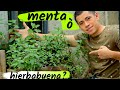 MENTA CUIDADOS EN MACETA Y COSECHA ABUNDANTE || HUERTO CITADINO