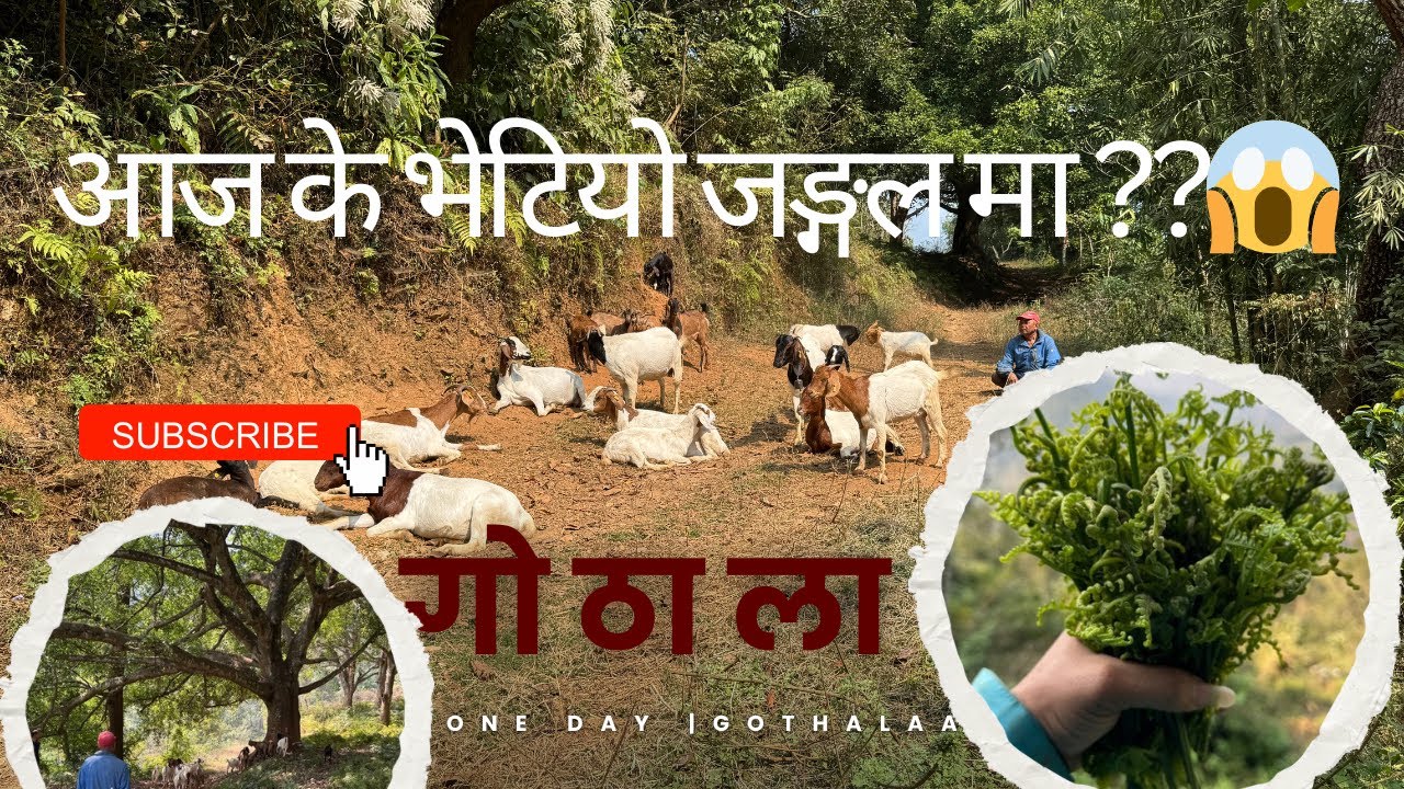 बाख्रा चराउँदै बिताएको दिन | Real Nepali Gothalo Life ||Mrgauli 