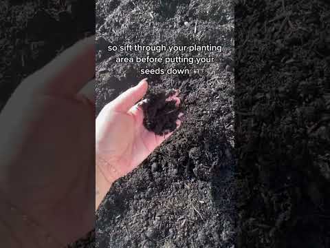 Video: Da li da uklonim zalijepljene stijene – kako se brinuti za biljku sa zalijepljenim kamenjem