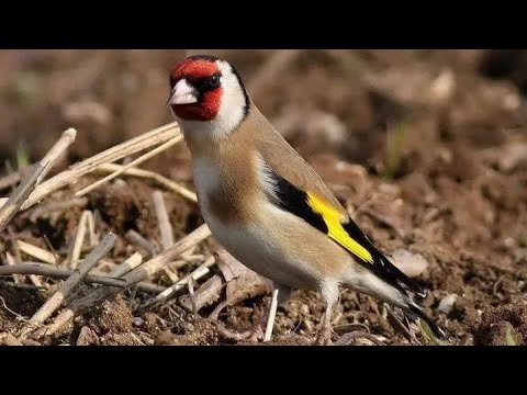 تغريد ويداني أصيل لتسميع الحسون والهجين 