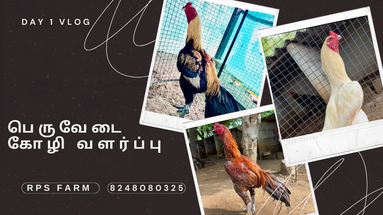 Nattu Koli valarpu Peruvedai koli pannai  Peruvedai chicks