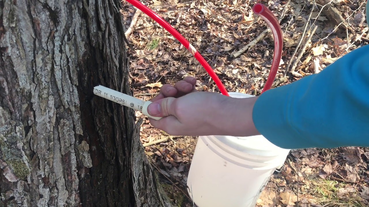live free armory 2019 second time boiling maple sap (adventure continues)